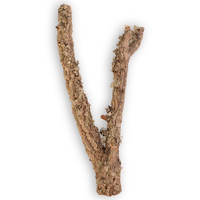 Cork Oak Tree 30cm - Perfect for Terrariums